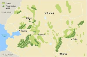 Tea production areas and forest distribution in Kenya - by Wikipedia 
